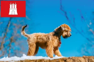 Mehr über den Artikel erfahren Irish Soft Coated Wheaten Terrier Züchter und Welpen in Hamburg