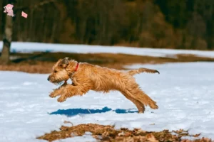 Mehr über den Artikel erfahren Irish Soft Coated Wheaten Terrier Züchter und Welpen in Hovedstaden