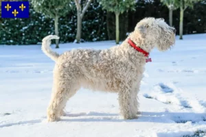 Mehr über den Artikel erfahren Irish Soft Coated Wheaten Terrier Züchter und Welpen in Île-de-France