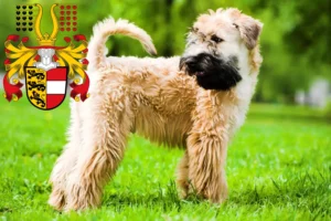 Mehr über den Artikel erfahren Irish Soft Coated Wheaten Terrier Züchter und Welpen in Kärnten