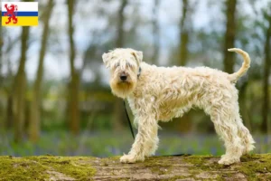 Mehr über den Artikel erfahren Irish Soft Coated Wheaten Terrier Züchter und Welpen in Limburg