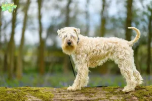 Mehr über den Artikel erfahren Irish Soft Coated Wheaten Terrier Züchter und Welpen in Midtjylland