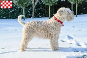 Mehr über den Artikel erfahren Irish Soft Coated Wheaten Terrier Züchter und Welpen in Nordbrabant