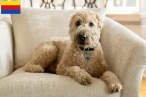 Mehr über den Artikel erfahren Irish Soft Coated Wheaten Terrier Züchter und Welpen in Nordholland