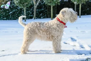 Mehr über den Artikel erfahren Irish Soft Coated Wheaten Terrier Züchter und Welpen in Nordjylland