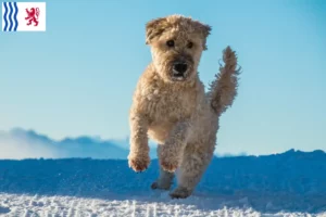 Mehr über den Artikel erfahren Irish Soft Coated Wheaten Terrier Züchter und Welpen in Nouvelle-Aquitaine