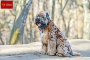 Mehr über den Artikel erfahren Irish Soft Coated Wheaten Terrier Züchter und Welpen in Okzitanien