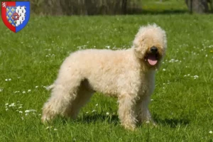 Mehr über den Artikel erfahren Irish Soft Coated Wheaten Terrier Züchter und Welpen in Pays de la Loire