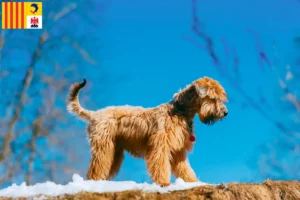 Mehr über den Artikel erfahren Irish Soft Coated Wheaten Terrier Züchter und Welpen in der Provence-Alpes-Côte d’Azur