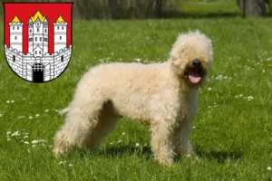 Mehr über den Artikel erfahren Irish Soft Coated Wheaten Terrier Züchter und Welpen in Salzburg