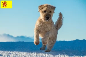 Mehr über den Artikel erfahren Irish Soft Coated Wheaten Terrier Züchter und Welpen in Südholland