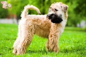 Mehr über den Artikel erfahren Irish Soft Coated Wheaten Terrier Züchter und Welpen in Syddanmark