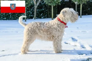 Mehr über den Artikel erfahren Irish Soft Coated Wheaten Terrier Züchter und Welpen in Thüringen