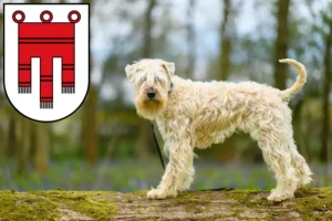 Mehr über den Artikel erfahren Irish Soft Coated Wheaten Terrier Züchter und Welpen in Vorarlberg