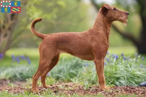 Mehr über den Artikel erfahren Irish Terrier Züchter und Welpen in Bourgogne-Franche-Comté