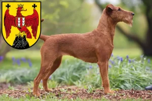 Mehr über den Artikel erfahren Irish Terrier Züchter und Welpen im Burgenland