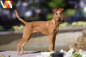 Mehr über den Artikel erfahren Irish Terrier Züchter und Welpen in Grand Est