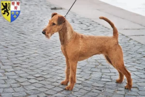 Mehr über den Artikel erfahren Irish Terrier Züchter und Welpen in Hauts-de-France