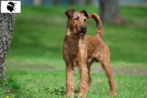 Mehr über den Artikel erfahren Irish Terrier Züchter und Welpen auf Korsika