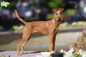 Mehr über den Artikel erfahren Irish Terrier Züchter und Welpen in Midtjylland