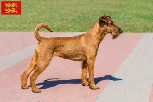 Mehr über den Artikel erfahren Irish Terrier Züchter und Welpen in der Normandie