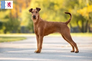 Mehr über den Artikel erfahren Irish Terrier Züchter und Welpen in Nouvelle-Aquitaine