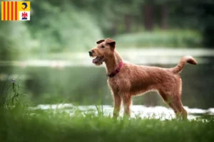 Mehr über den Artikel erfahren Irish Terrier Züchter und Welpen in der Provence-Alpes-Côte d’Azur