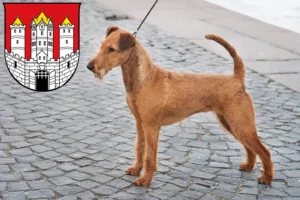 Mehr über den Artikel erfahren Irish Terrier Züchter und Welpen in Salzburg
