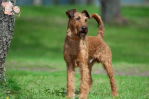 Mehr über den Artikel erfahren Irish Terrier Züchter und Welpen in Syddanmark