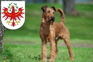 Mehr über den Artikel erfahren Irish Terrier Züchter und Welpen in Tirol