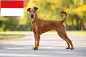 Mehr über den Artikel erfahren Irish Terrier Züchter und Welpen in Wien