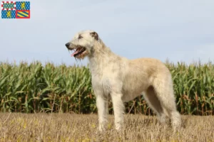 Mehr über den Artikel erfahren Irish Wolfhound Züchter und Welpen in Bourgogne-Franche-Comté