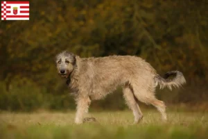 Mehr über den Artikel erfahren Irish Wolfhound Züchter und Welpen in Bremen