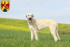 Mehr über den Artikel erfahren Irish Wolfhound Züchter und Welpen im Burgenland