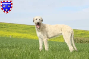 Mehr über den Artikel erfahren Irish Wolfhound Züchter und Welpen in Centre-Val de Loire