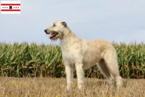 Mehr über den Artikel erfahren Irish Wolfhound Züchter und Welpen in Drenthe