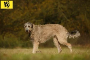 Mehr über den Artikel erfahren Irish Wolfhound Züchter und Welpen in Flandern