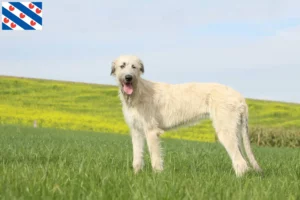 Mehr über den Artikel erfahren Irish Wolfhound Züchter und Welpen in Friesland