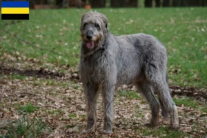 Mehr über den Artikel erfahren Irish Wolfhound Züchter und Welpen in Gelderland