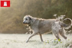 Mehr über den Artikel erfahren Irish Wolfhound Züchter und Welpen in Hamburg