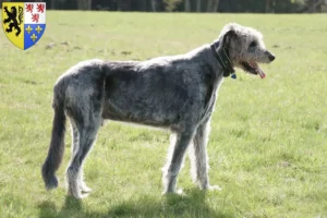 Mehr über den Artikel erfahren Irish Wolfhound Züchter und Welpen in Hauts-de-France