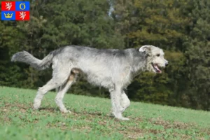 Mehr über den Artikel erfahren Irish Wolfhound Züchter und Welpen in Hradec Králové