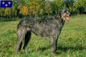 Mehr über den Artikel erfahren Irish Wolfhound Züchter und Welpen in Île-de-France