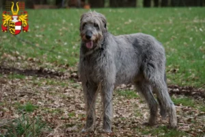 Mehr über den Artikel erfahren Irish Wolfhound Züchter und Welpen in Kärnten