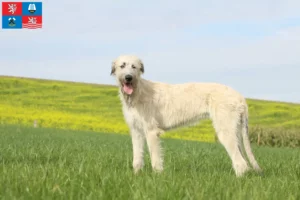 Mehr über den Artikel erfahren Irish Wolfhound Züchter und Welpen in Karlsbad