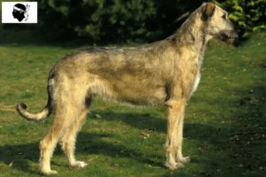 Mehr über den Artikel erfahren Irish Wolfhound Züchter und Welpen auf Korsika