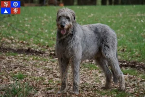 Mehr über den Artikel erfahren Irish Wolfhound Züchter und Welpen in Liberec