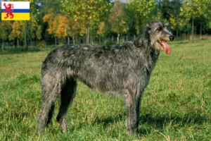 Mehr über den Artikel erfahren Irish Wolfhound Züchter und Welpen in Limburg