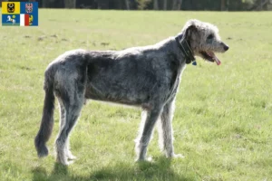 Mehr über den Artikel erfahren Irish Wolfhound Züchter und Welpen in Mähren-Schlesien