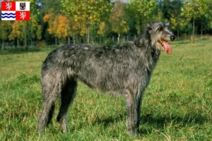 Mehr über den Artikel erfahren Irish Wolfhound Züchter und Welpen in Mittelböhmen